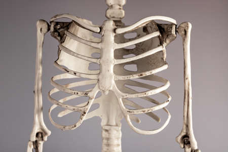Human skeleton chest bones. Rib cage, spine. Skeletal system anatomy, body structure, medical education concept. High quality photoの写真素材