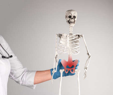 Doctor holding skeleton with red pelvis. Pelvic pain in reproductive, urinary or digestive systems...
