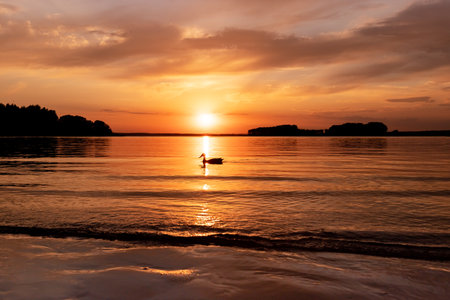 lake at sunset. Calm water in the evening, dusk landscape with duck floating on surface. high quality photoの写真素材