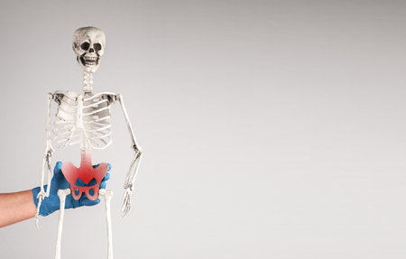 Pelvis, pelvic bone injury, inflammation and pain on skeleton model. High quality photoの写真素材