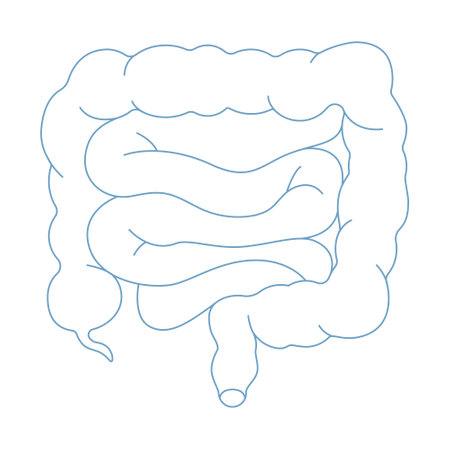 Intestine icon isolated on white background. Line-art bowels, guts, colon. Inner human organ with appendix, anus. Flat vector illustration.のイラスト素材