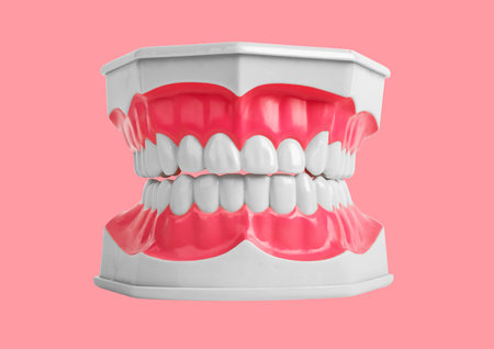 White healthy teeth of stomatology dentistry jaw model with good enamel of tooth and pink gums. High...