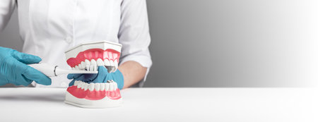 White healthy clean teeth, jaw model. Ad banner for dentistry, dental healthcare clinic, hospital....