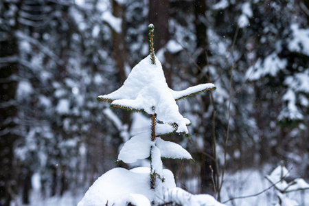 Small fir tree covered with snow in winter. Snowy weather, frost in woods, forest. high quality photoの写真素材