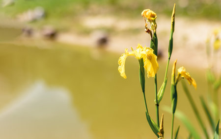 Summer nature background with pond and yellow flowers.