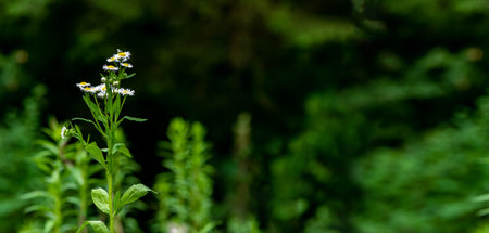 Flowers, field meadow plant in green grass. Nature banner background with copy space for text.の写真素材