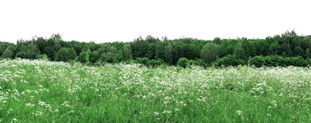 Green landscape, nature of forest and field isolated on whiteの写真素材