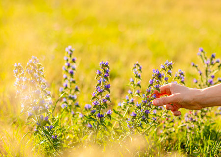 Hand picking summer field flower, herb, floral plant, blooms in nature, grass backgroundの写真素材