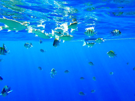 School of sergeant major fish swimming near the water surface in the Red Sea. Tropical marine life...
