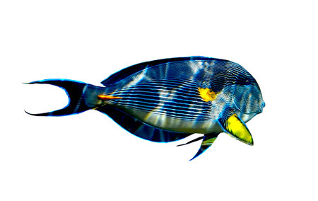Colorful surgeonfish isolated on white background. Vibrant marine species from the Red Sea with...