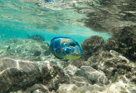Colorful tropical fish swimming over rocky seabed in clear turquoise water. Marine wildlife scene...