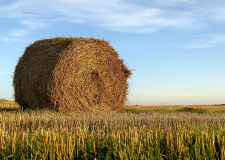 Round hay bale standing on harvested field under blue sky. Golden straw roll placed in agricultural...