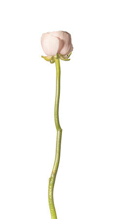 Ranunculus asiaticus slender stem pink bloom isolated background. Upright buttercup flower minimal...