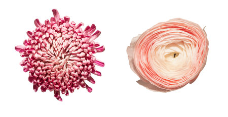 Bottom view, chrysanthemum, ranunculus isolated background. Low angle composition, chrysanthemum...