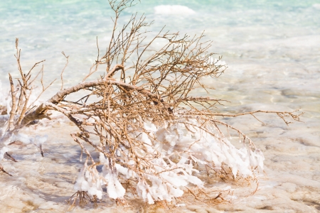 branch of a tree covered with saltの写真素材