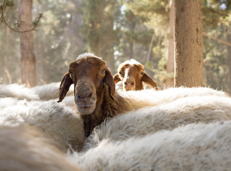 Beautiful photo herd of sheep in the forest. Israel.の写真素材