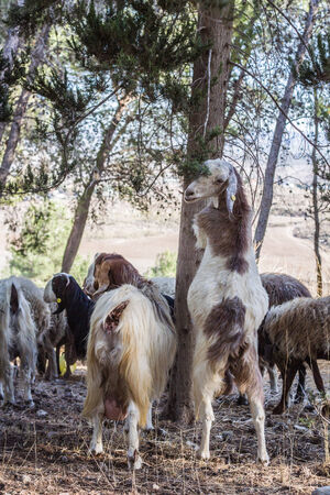 Beautiful photos of goats grazing in the forest. Israel.の写真素材