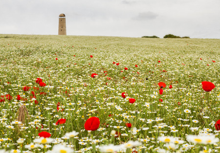 Wild red poppy and white daisy flowers in the meadow.の写真素材