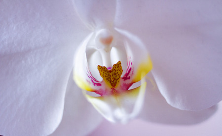 Beautiful white orchid flower photo.の写真素材