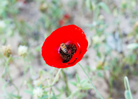 Photo beautiful wild red poppies with bee on a spring meadow.の写真素材