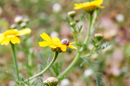 Yellow daisy and a snail on a flower in the meadow.の写真素材