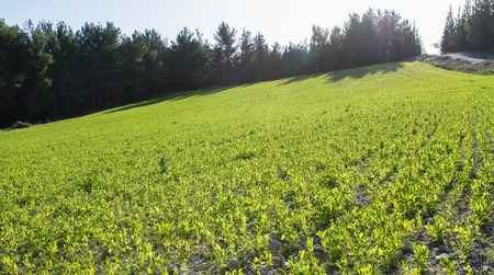 Beautiful photos with young sprouts of legumes.の写真素材