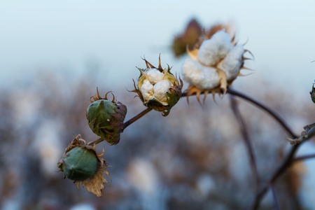 Cotton balls on the plant ready to be harvested , Israel .の写真素材