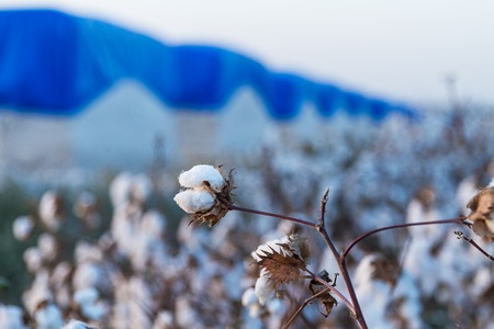 Cotton balls on the plant ready to be harvested , Israel .の写真素材
