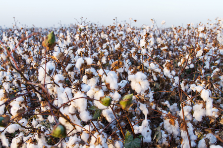 Cotton balls on the plant ready to be harvested , Israel .の写真素材