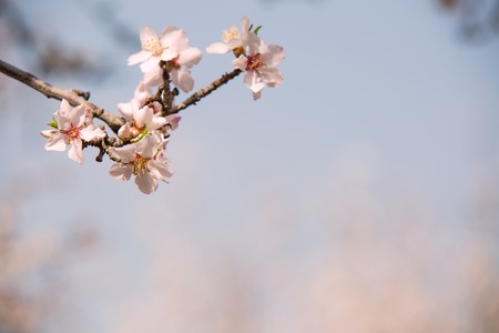 Beautiful photo of blooming almond trees in spring.