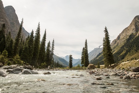 Kyrgyzstan. Gorge Barskoon. Beautiful view of the mountains covered with coniferous forest .の写真素材