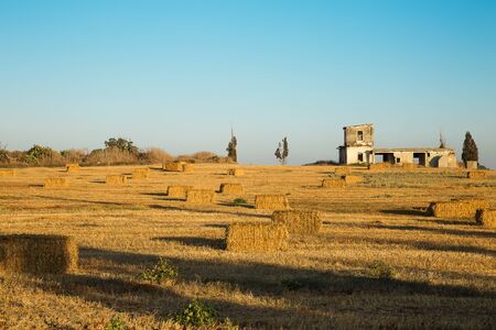 Beveled wheat field at sunset, haystacks .