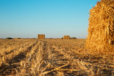 Beveled wheat field at sunset, haystacks .の写真素材