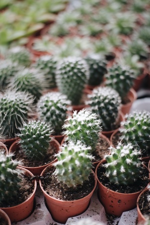 A variety of cactus placed for sale in the market.