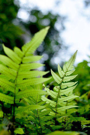 Fern in rain forest