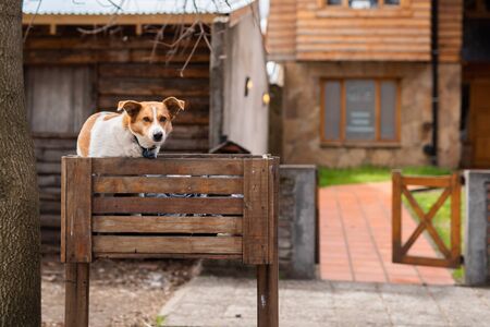 dog in a binの写真素材
