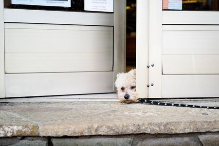 Sad dog on a doorの写真素材