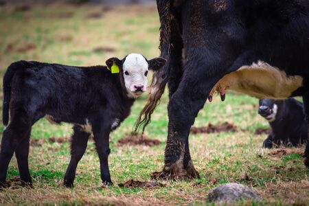 Little cow with his sonの写真素材