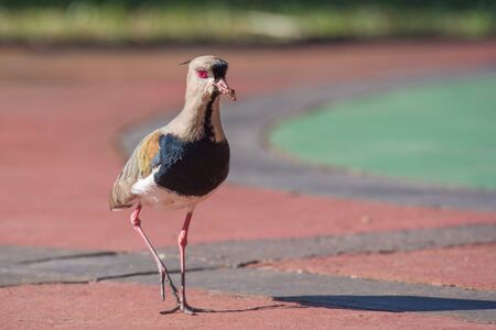 Red eye birdの写真素材