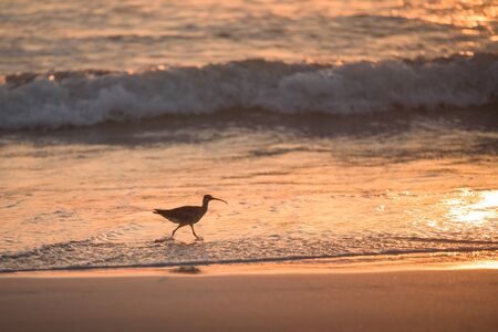 Little bird in the sunsetの写真素材