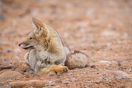 Wild foxの写真素材