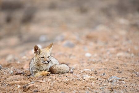 Wild foxの写真素材