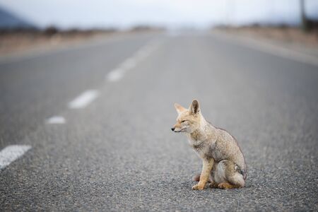 Wild foxの写真素材