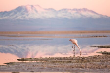 flamingo on the north of chile, san pedro de atacamaの写真素材