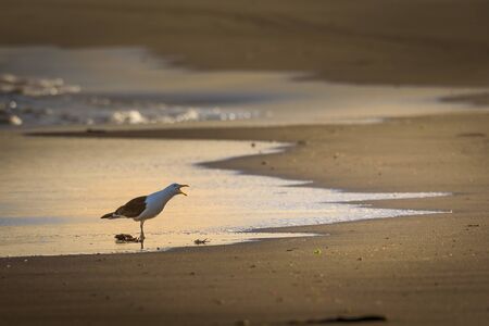 a seagull screaming out of my beach