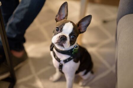 a tiny Boston terrier looking with tender faceの写真素材