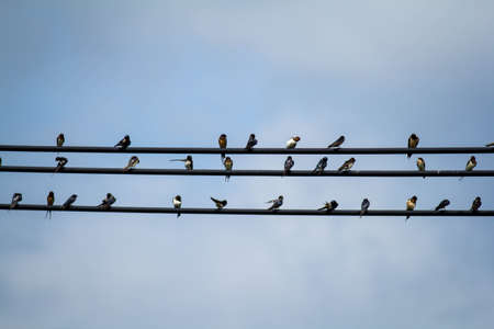 birds resting on electric wiresの写真素材