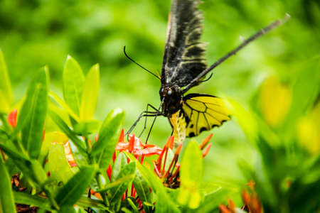 Colorful butterfly feeding on nectarの写真素材