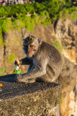 Monkey In Bariの写真素材