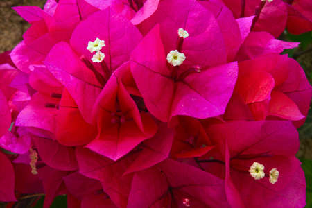 branch of perple-red flowers with little white stamens